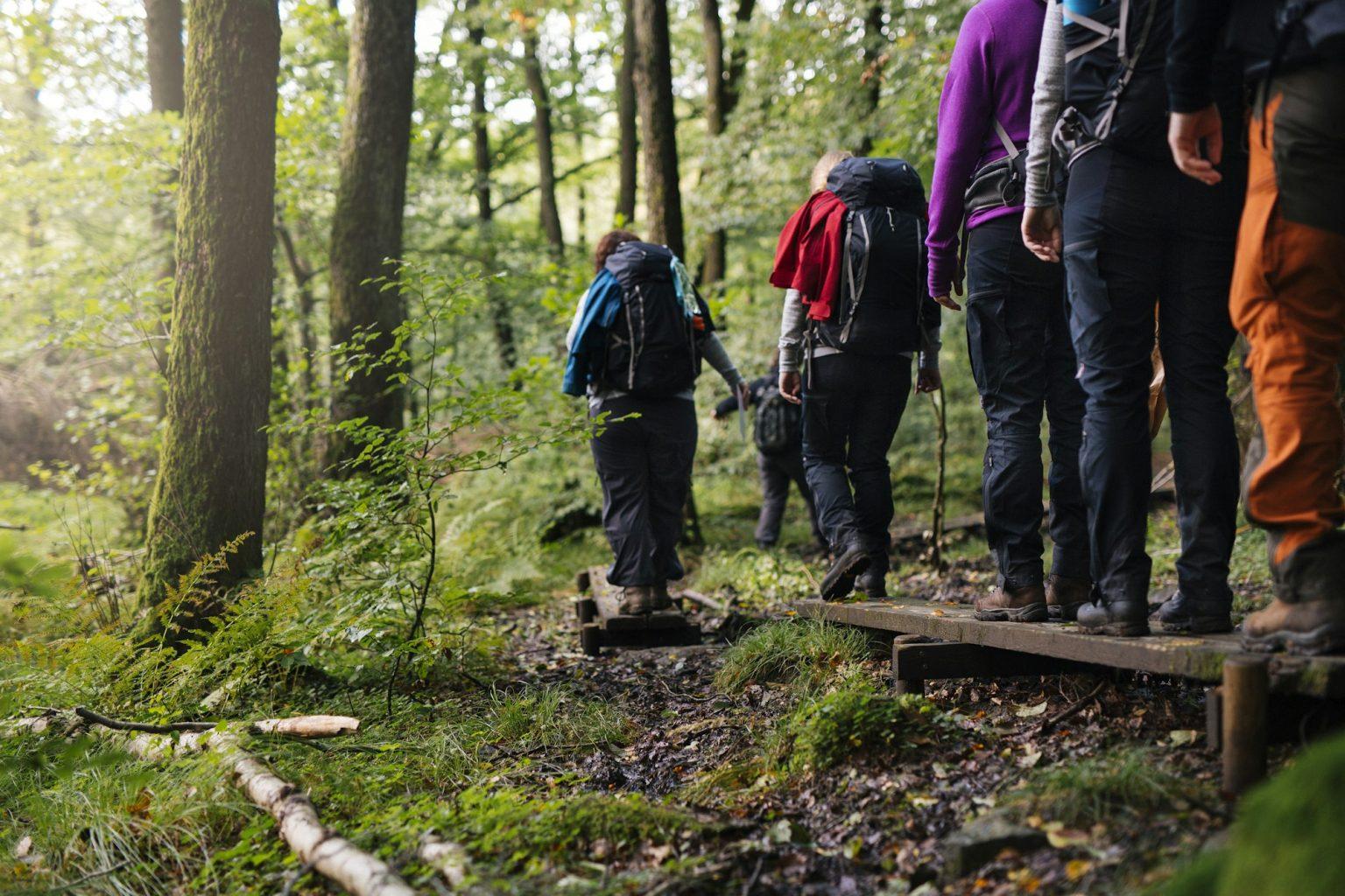 Group of hikers walking in forest