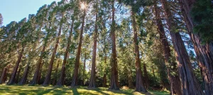 Soul Nurturing - Northumbrian Gardens June 2026