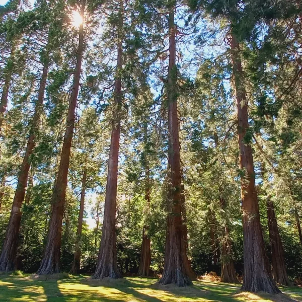 Soul Nurturing - Northumbrian Gardens June 2026